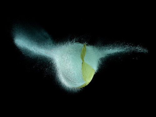 by Andrew Zuckerman-16