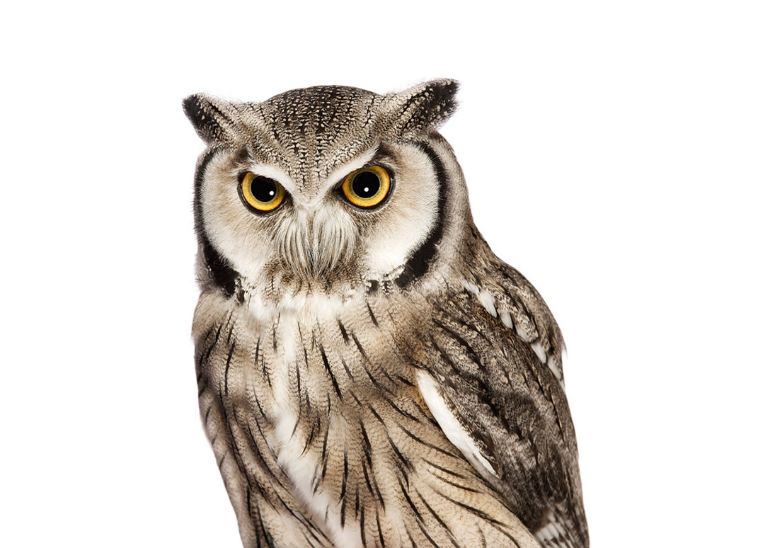 by Andrew Zuckerman-4