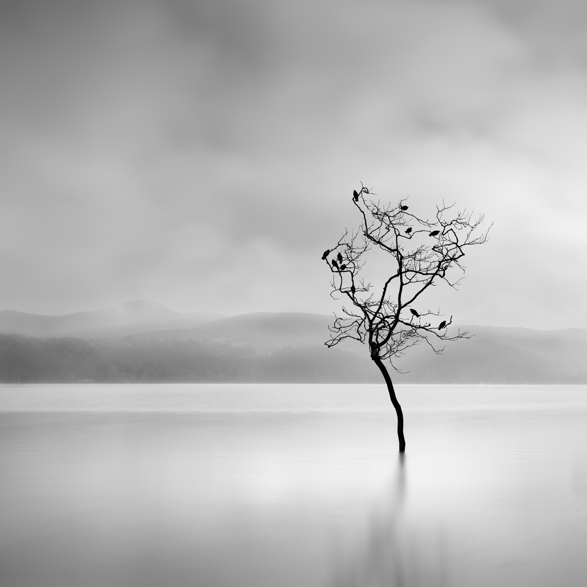 Winter Birds @ George Digalakis