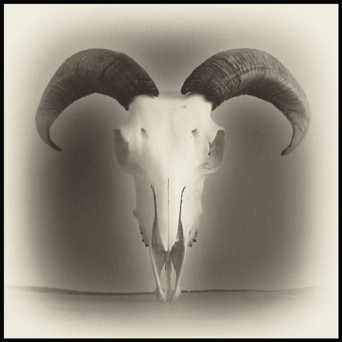 Ram skull with curved horns against a pale background in Armageddon by Augusto De Luca